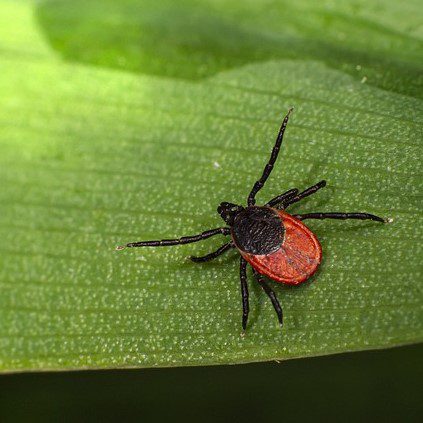 Anaplasmosis: What to Look Out for During Tick Season