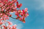 Phase 3 Trial for Pediatric Growth Hormone Deficiency in China Completed Enrollment On Time Despite COVID-19 Setback