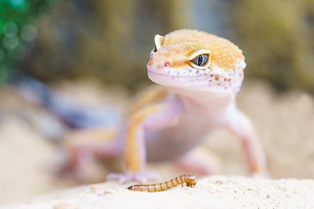 Lizards and Lyme Disease: What’s the Connection?