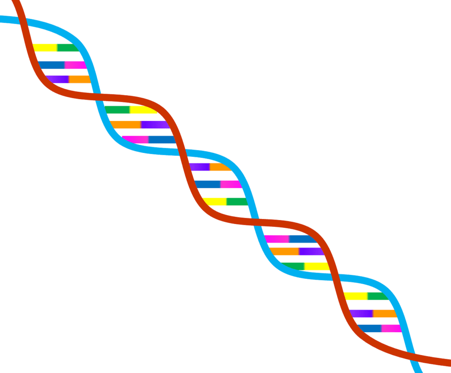 Study Shows One DNA Variant Can Overthrow Harmful Mutations, Explaining Varying Disease Severity