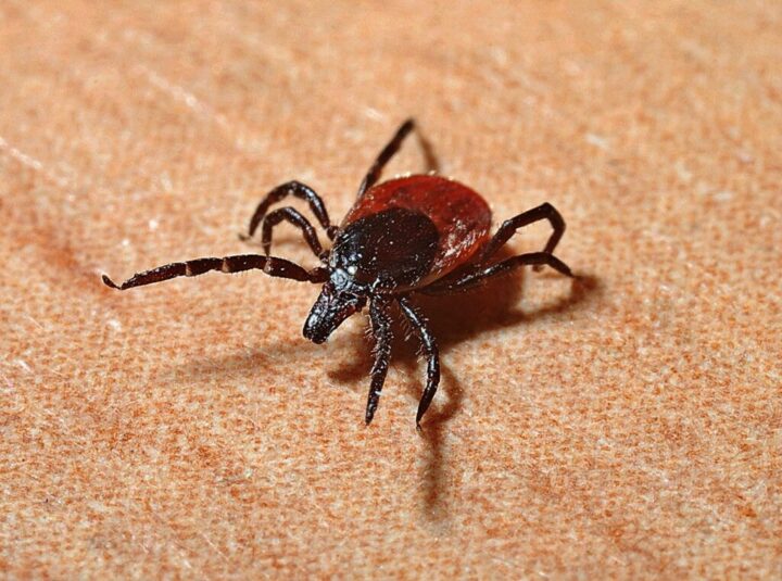 ICYMI: Now is The Peak of Tick Season: Watch Out for Lyme Disease and Others