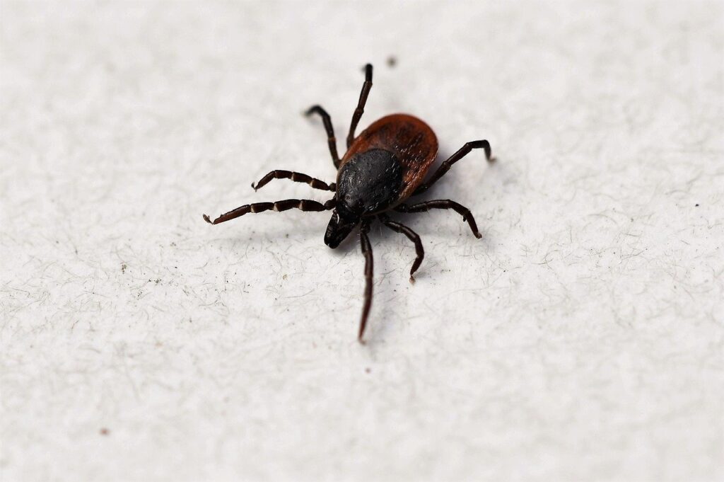 It’s Tick Season. Here’s What You Should Know About The Diseases They Carry