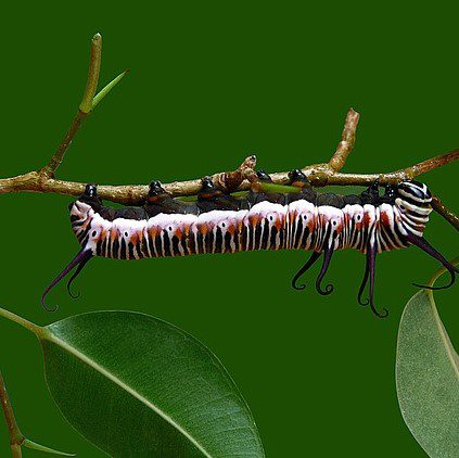Molecule From Himalayan Caterpillar Fungus May be the Next Option for Cancer Patients