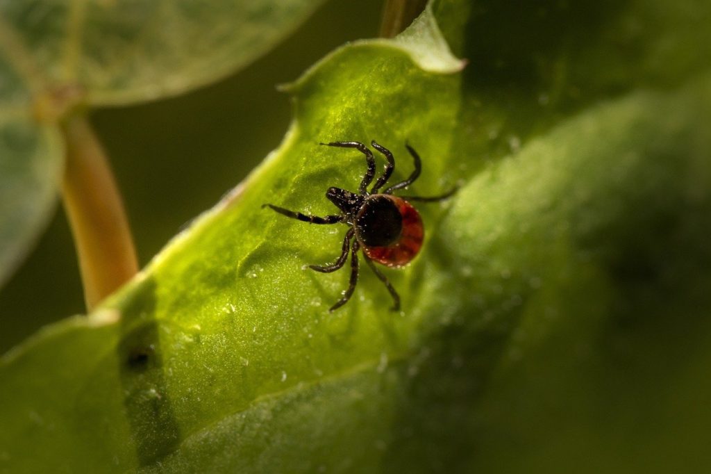 Narrow-Spectrum Antibiotic Found to Improve Outcomes for Lyme Disease Patients