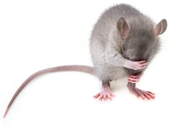 Leptospirosis is Being Spread by Rats in NYC
