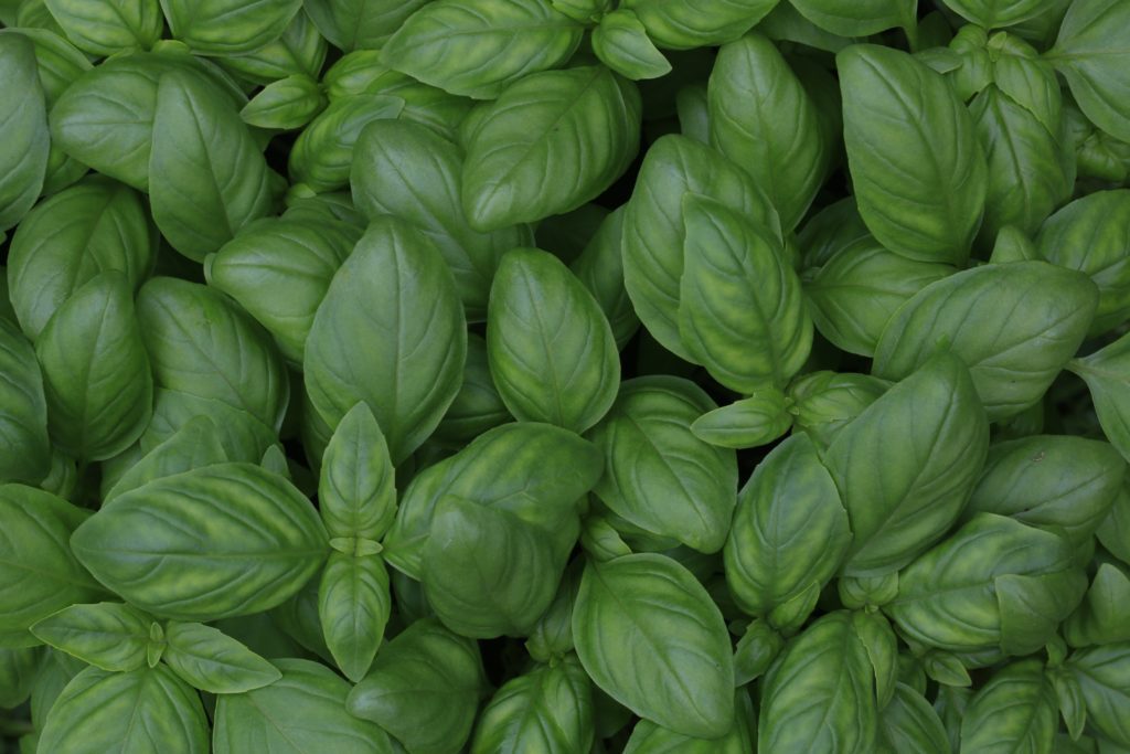 Fenchol, Found in Basil, Could Protect Against Alzheimer’s