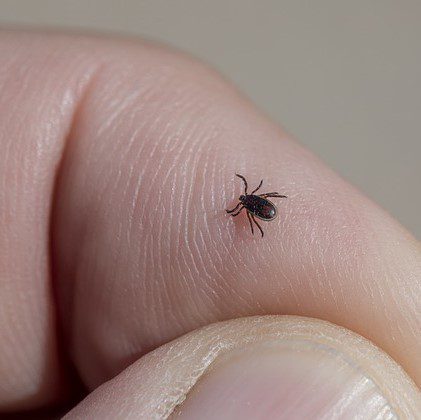 Preventing Tick Bites During Lyme Disease Awareness Month