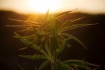 Whole-Plant Medicinal Cannabis Found to be Superior to CBD as Treatment for Childhood-Onset Epilepsy