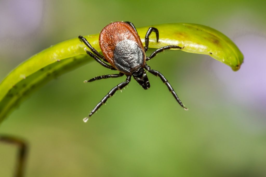 Recently Discovered “Sister” Bacteria to Lyme disease Highly Prevalent in New England