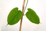 Positive Trial Results Released for Alpha-1 Antitrypsin Deficiency-Associated Emphysema Treatment
