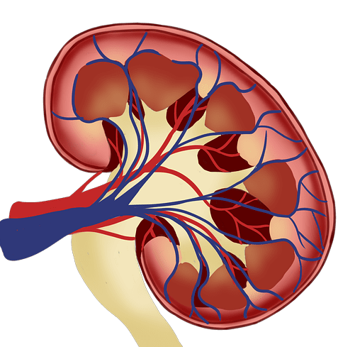 Researchers Created Mini-Kidneys to Identify Tuberous Sclerosis Complex and Solve a Medical Mystery