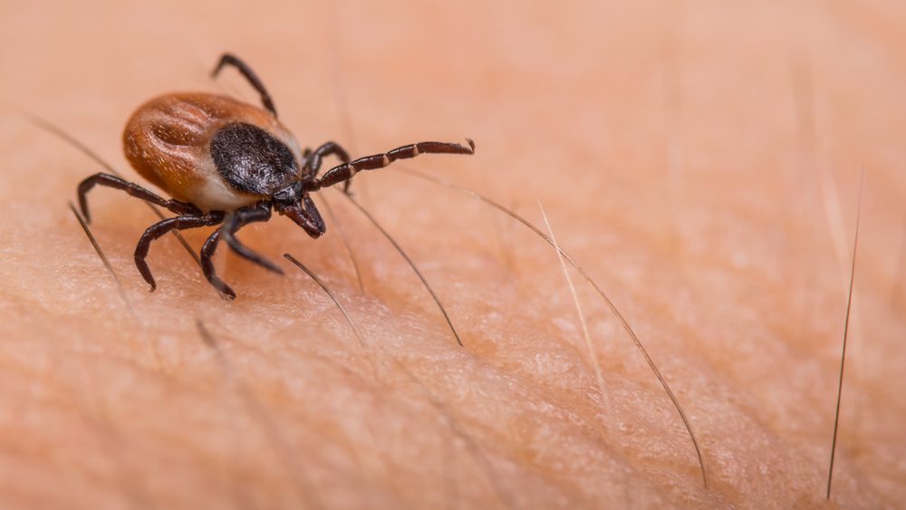 Babesiosis Cases Are Increasing in 8 States, According to the CDC