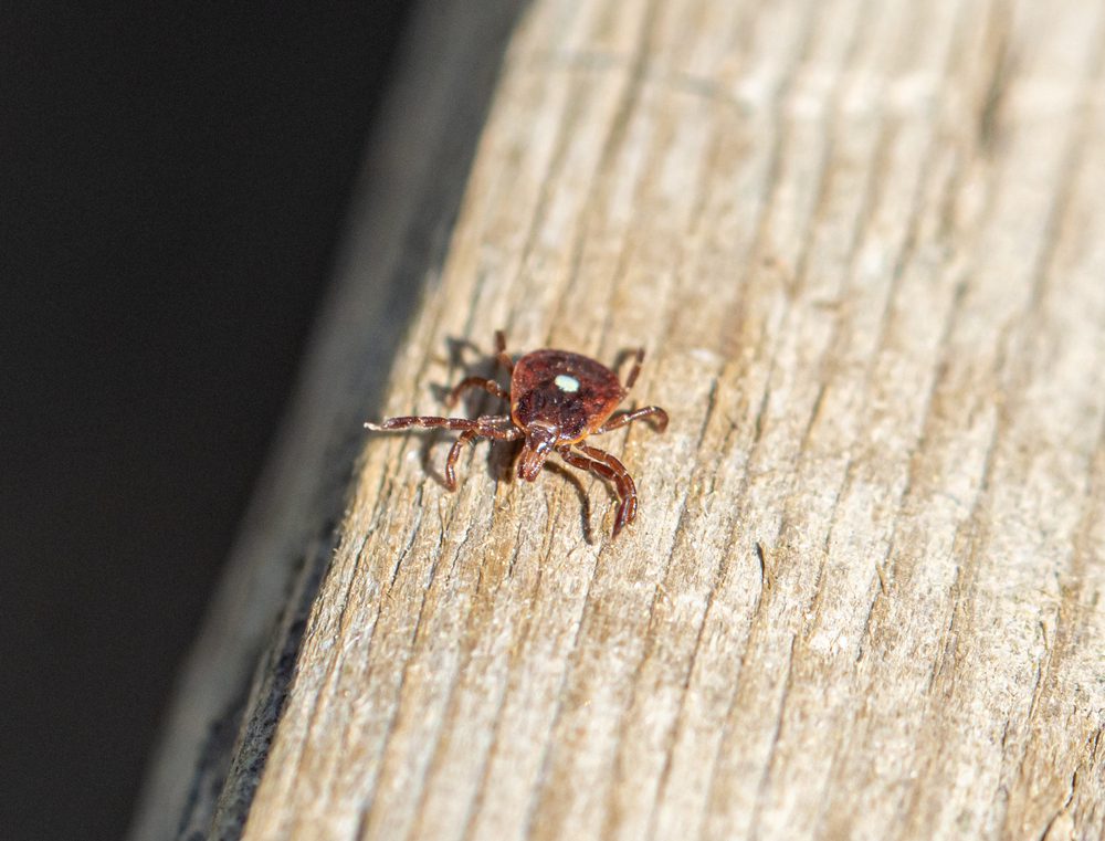 Alpha-Gal Syndrome: A Tick Bite That Makes You Allergic to Red Meat