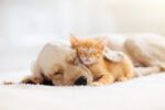 Phase II Narcolepsy Clinical Trial Halted After Severe Adverse Effects