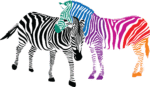 Is it a Zebra? A Horse? And Does That Even Matter?
