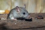 TMDU Researchers Develop Mouse Model for Anti-MDA5 Antibody-Positive Dermatomyositis