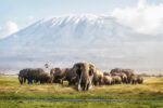 Cured of Sickle Cell Disease, His Next Challenge was Mt. Kilimanjaro