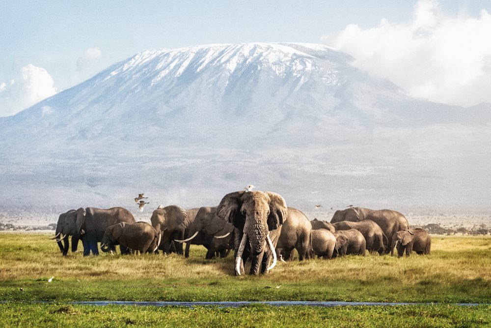 Cured of Sickle Cell Disease, His Next Challenge was Mt. Kilimanjaro