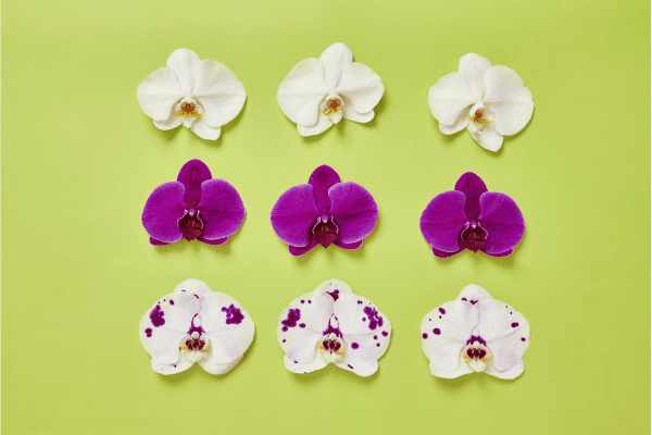 Oral Treatment Revolution: BioCryst Transforms Pediatric Hereditary Angioedema Care with New FDA-Approved Formulation