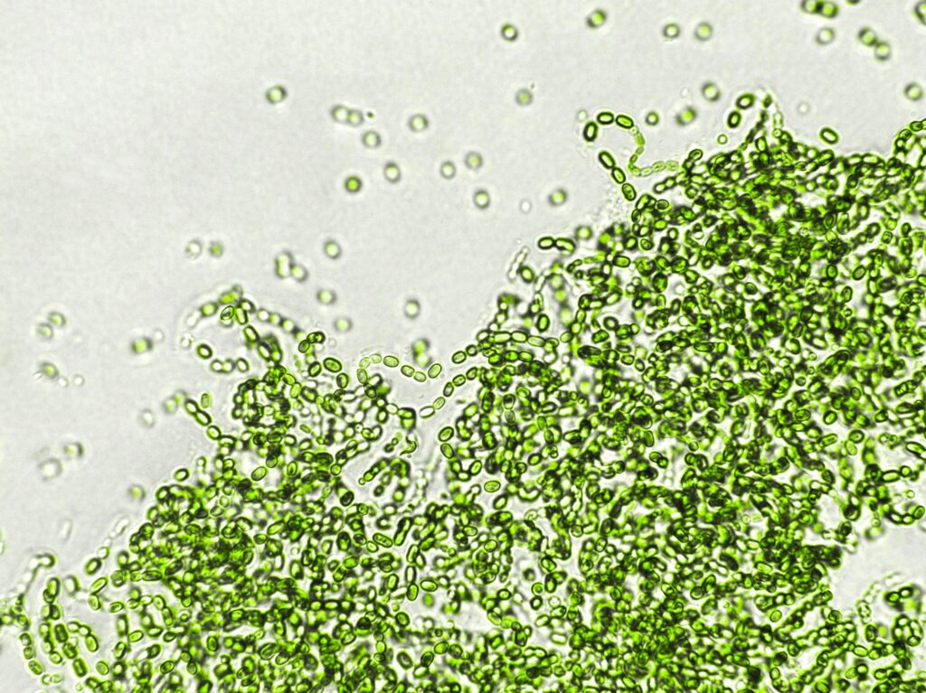 GSK’s combination meningococcal vaccine receives FDA approval