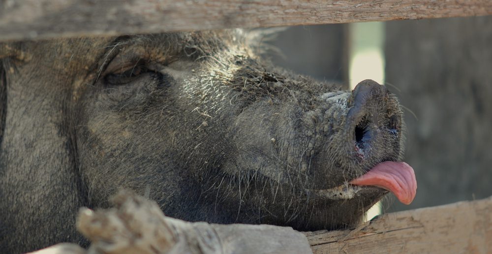 A Genetically Modified Pig Kidney Set a Record with Four Months Free of Dialysis