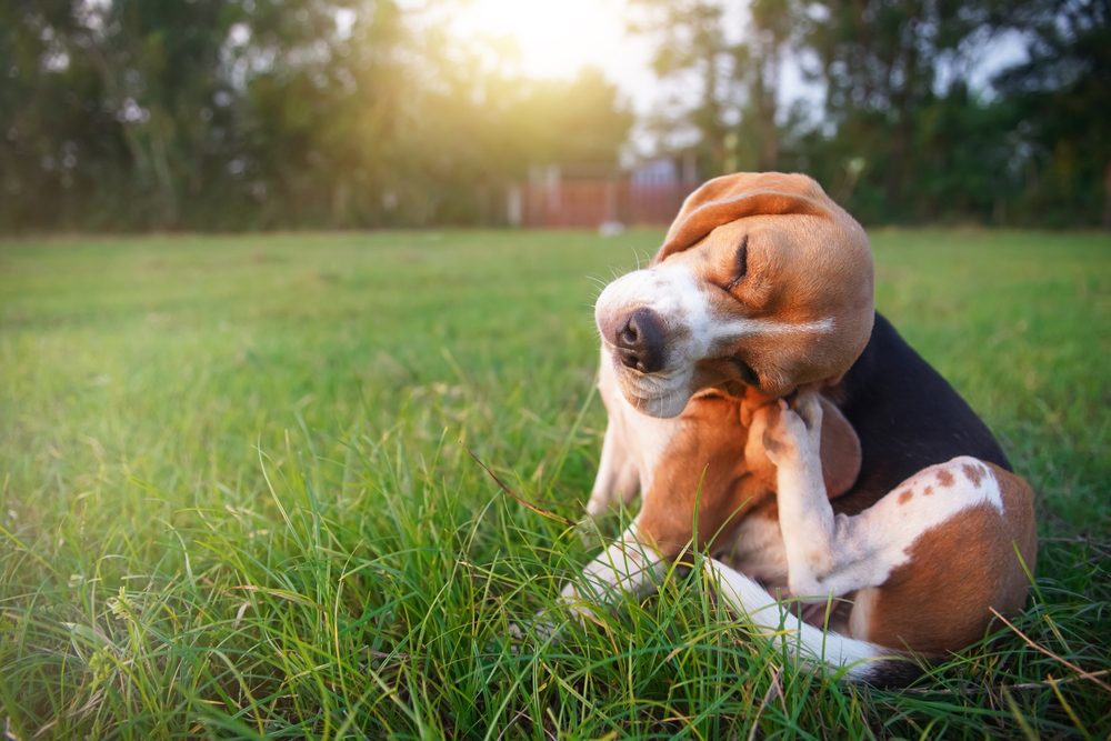 The CDC Cautions that a Flea-Borne Disease Is on the Rise in California and Texas