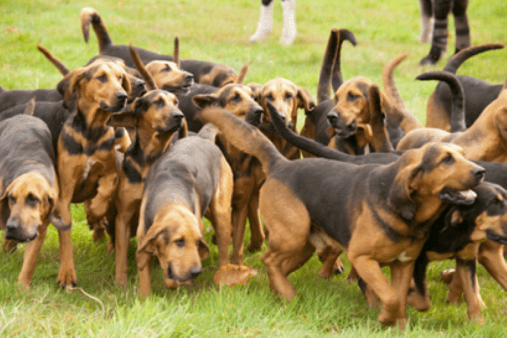 Study Shows Dogs Can Detect Parkinson’s Disease by Smell