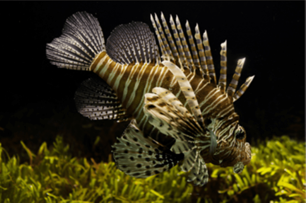 Zebrafish Models Spark Hope for Treating Rare Lymphatic Disease KLA