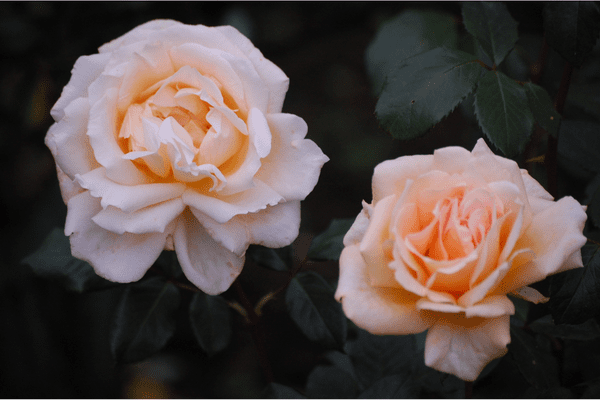 New Liposomal Chemotherapy Agent Shows Breakthrough Potential Against Resistant Tumors