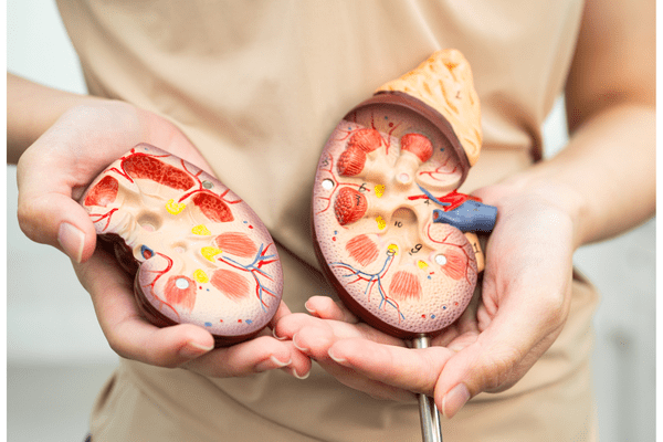 Merck’s Welireg Shows Promise in Kidney Cancer Across Two Major Trials