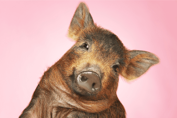 Record-Breaking Pig Kidney Transplant Marks Milestone in Xenotransplantation Research