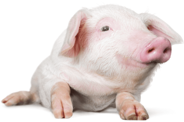 NYU Langone Doctors Transplanted a Pig Kidney into a Brain Dead Patient Reversing Rejection Twice