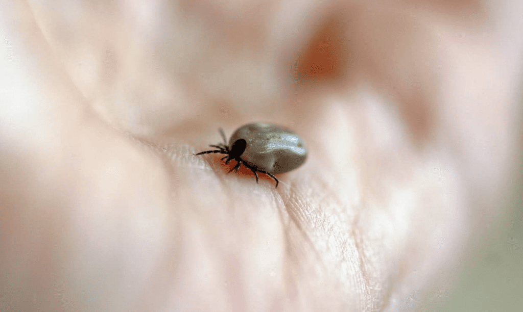 The Prevalence of Tick Infections in Pediatric Bipolar Disorders