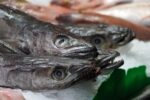 From Ocean to Operating Room: How Fish Skin Is Quietly Revolutionizing Wound Healing in America